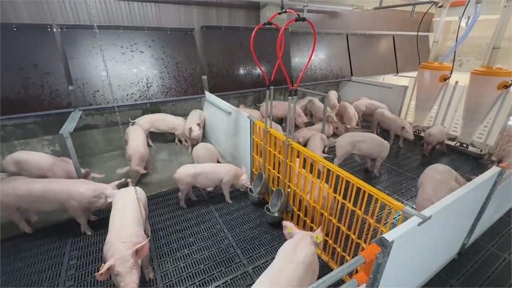 豬豬燒成烤乳豬！台南養豬場大火　３百頭豬命喪火場