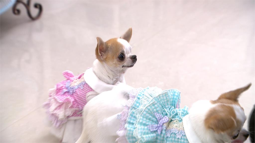 資優吉娃娃! 會解開根號題目 飼主曝5個月時發現潛能