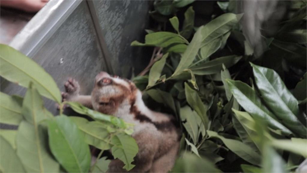 印尼「爪哇懶猴」數量銳減 當局搶復育建空中走廊