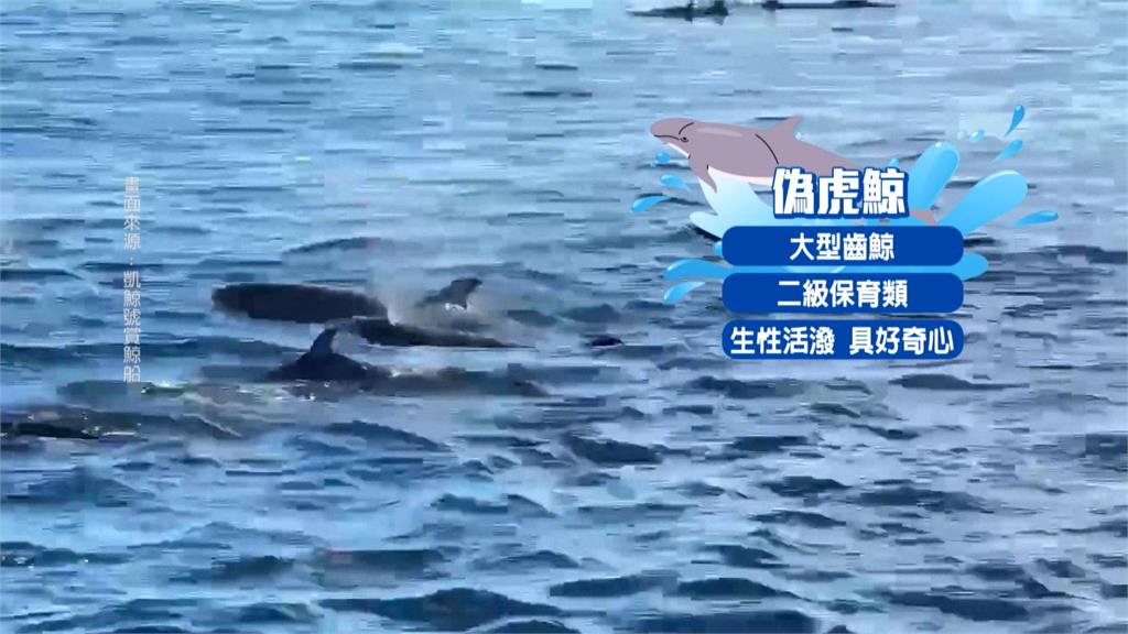 罕見！宜蘭海域「百隻偽虎鯨」集體出沒　賞鯨船遊客樂瘋