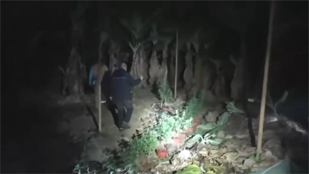 台南「香蕉園變大麻農場」 616株市價3千萬!還查獲槍彈