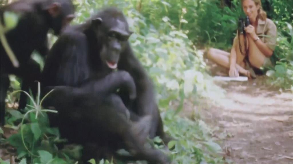 今年6月才訪台灣! 知名動物學家珍古德91歲辭世
