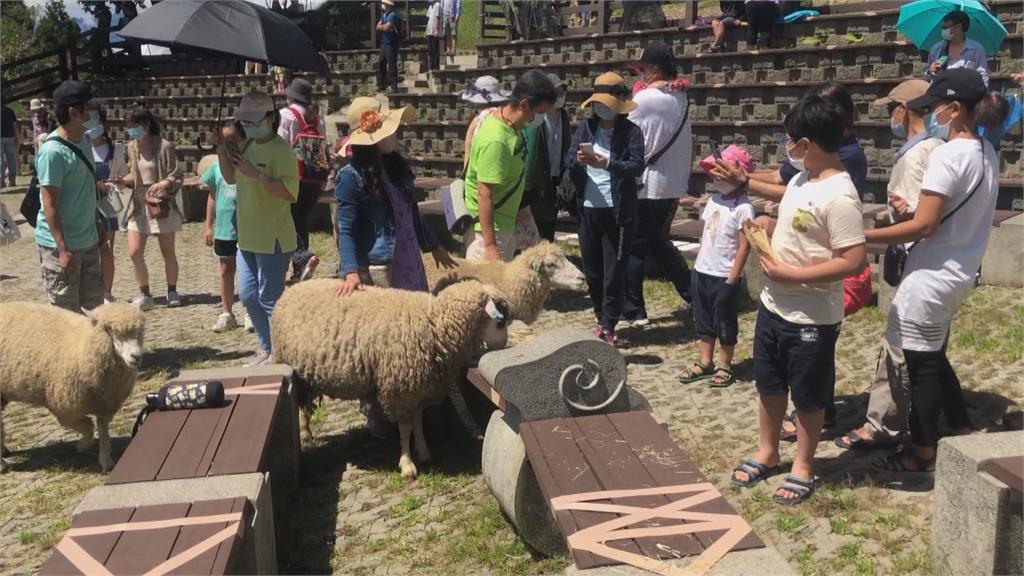 微解封後首場綿羊秀　清境農場吸3百遊客