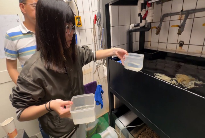 清大教授徵「餵花枝」工讀　網笑翻：怎麼每隻看起來都很好吃