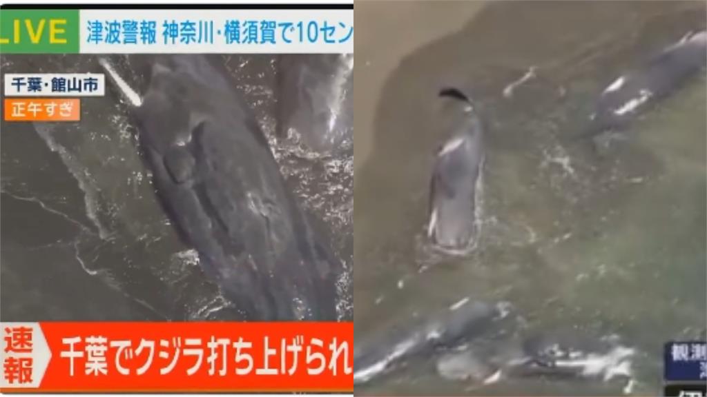 俄羅斯8.8強震影響?日本千葉海灘驚見「4頭巨大抹香鯨」集體擱淺