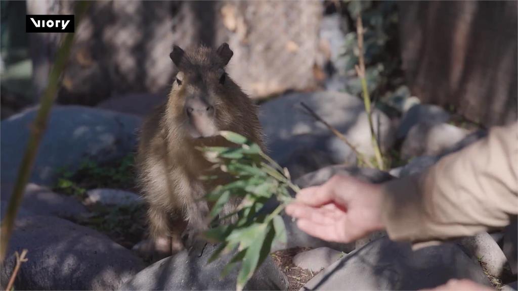 唯一沒有水豚南美國家! 智利布因動物園「水豚節」吸客