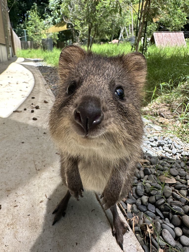 澳洲「短尾矮袋鼠」萌經濟 琦玉動物園製女兒節娃娃