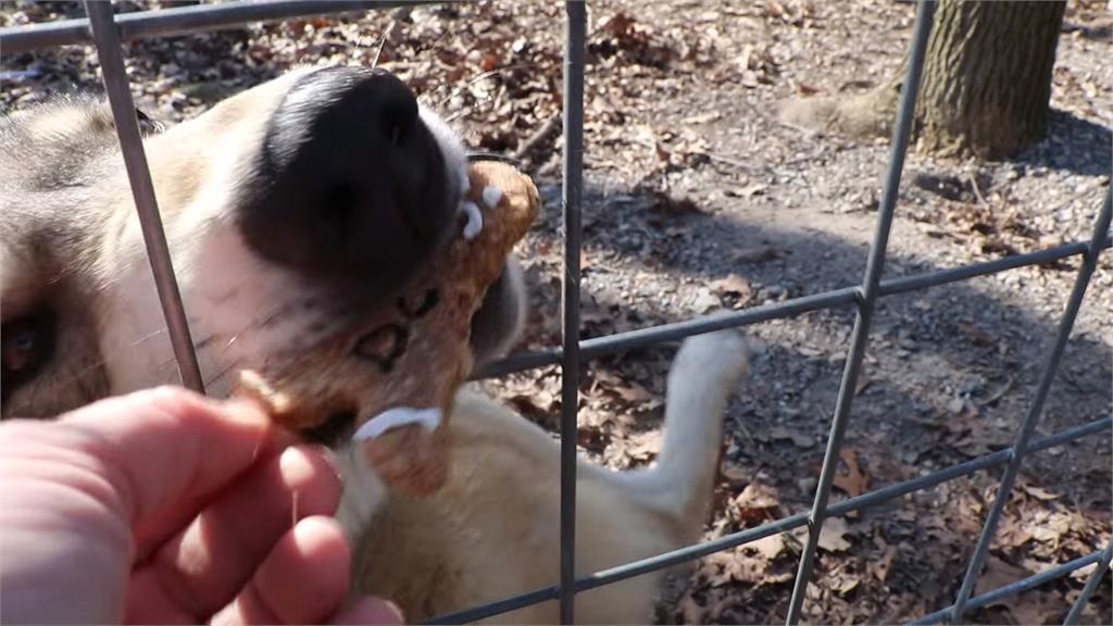 痛恨前任就拿來「餵狼」! 動物組織推出情人節報復活動復仇前情人