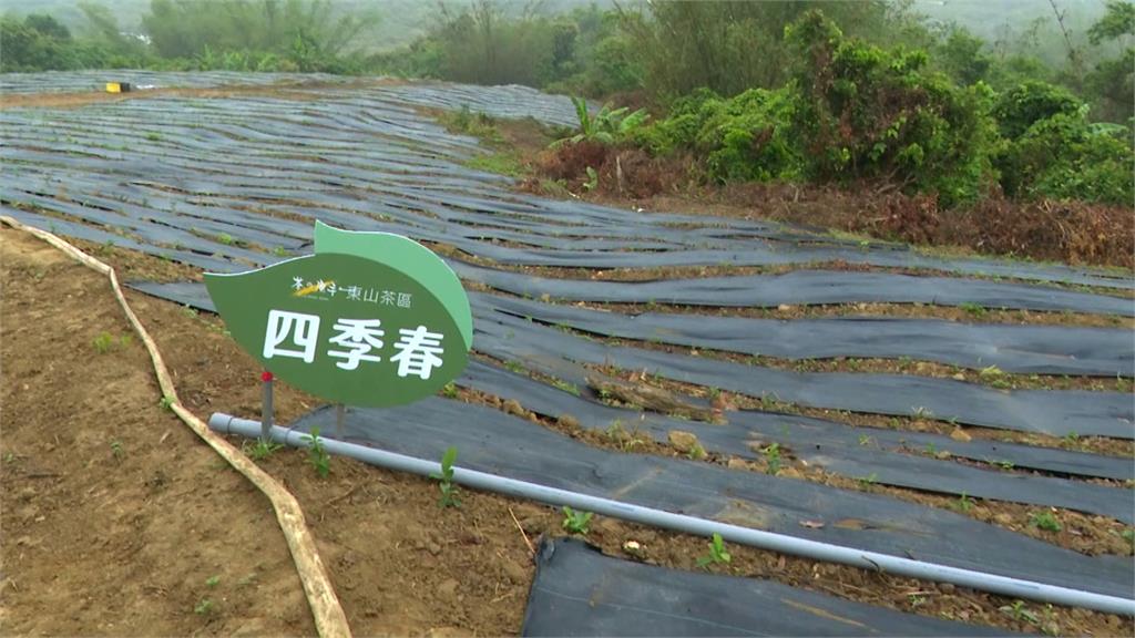 台南市府與業者合作規劃15公頃茶園 市長黃偉哲:開創另一個春天