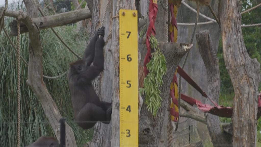 倫敦動物園大健檢 企鵝輪流跳磅秤
