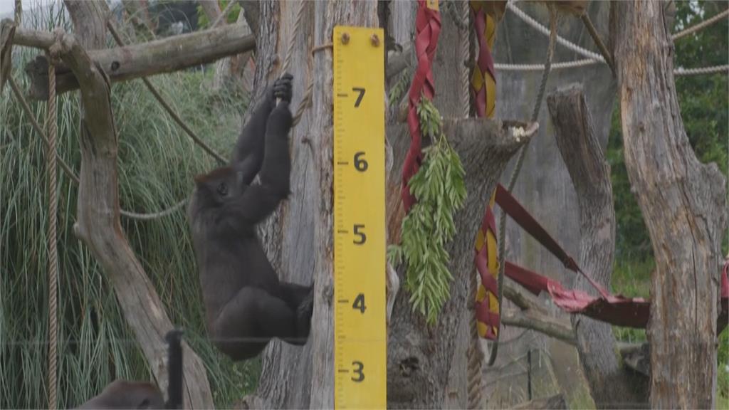 倫敦動物園大健檢　企鵝輪流跳磅秤