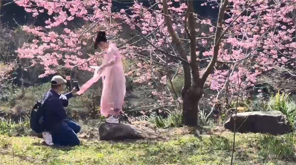 快新聞／出遊快看！南投杉林溪櫻花盛開　「河岸美景」震撼曝光
