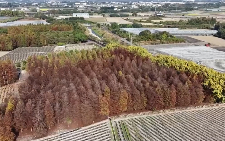 雲林落羽松陸續轉紅褐色 彷彿置身韓劇場景遊客打卡