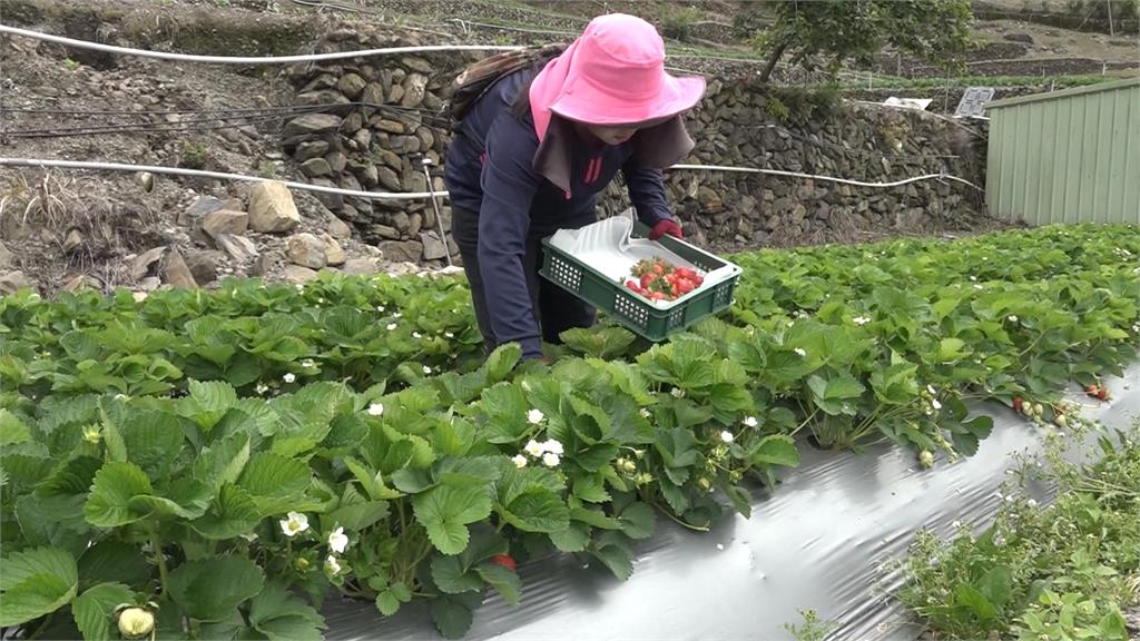 南投仁愛鄉草莓逆季登場! 高山氣候打造夏日限定風味