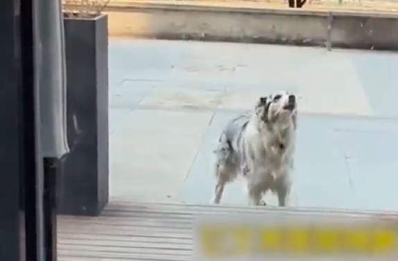 愛記仇邊境牧羊犬被結紮!常跑去診所叫囂尿尿 員工無奈:看我們不爽