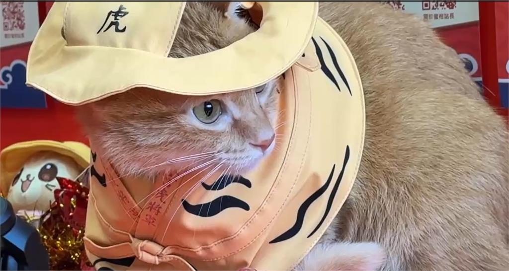 快新聞/高捷「蜜柑站長」跨界虎將軍 彩繪列車「蜜柑萌虎平安號」開行