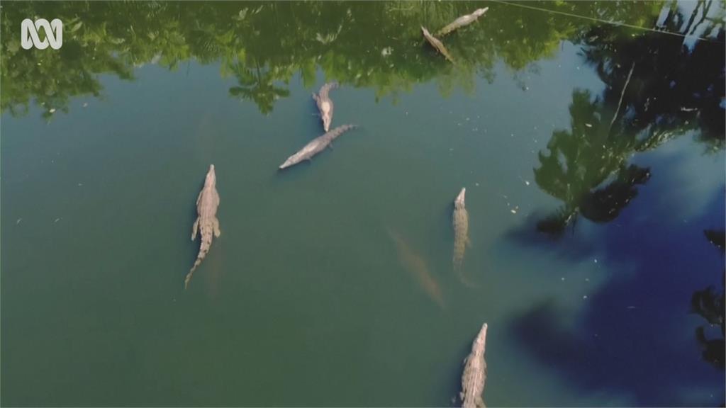 遭撕咬第一人稱畫面曝!空拍機飛過水面 鱷魚90度躍起箝住