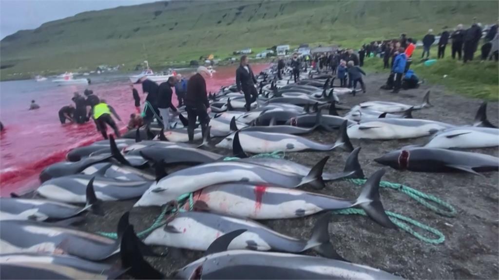 海灘一片血紅！丹麥法羅群島捕獵1428頭海豚　殘忍「傳統」引抗議