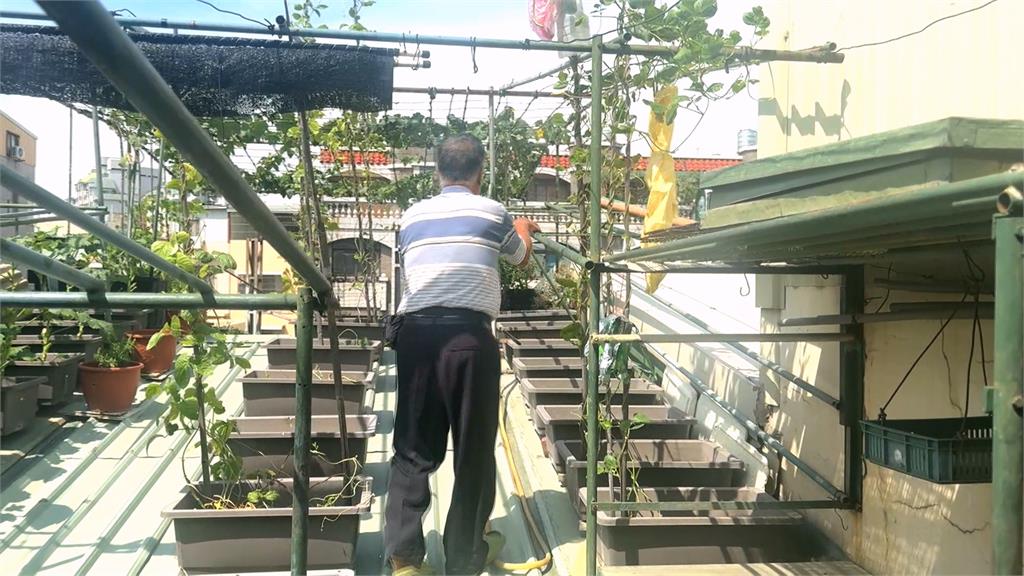 空中菜園!91歲伯爬鐵皮屋頂澆花種菜 民眾目擊直呼好危險