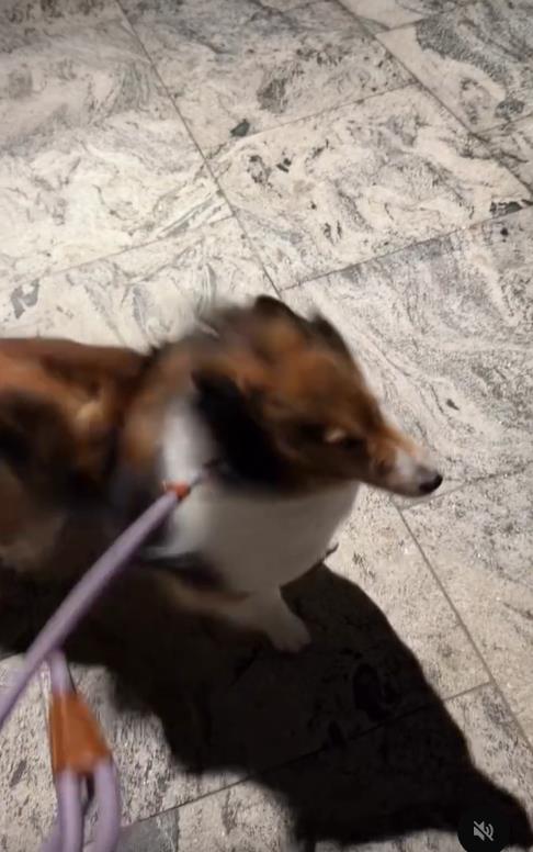 巴威來了牧羊犬秒變「風速狗」 牠原地「傻定格」網笑翻：這步不能散