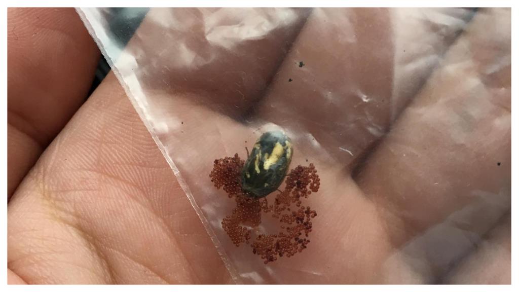天外飛來一蟲似金龜子 他一壓「大量子孫全現形」網驚:全身雞皮疙瘩