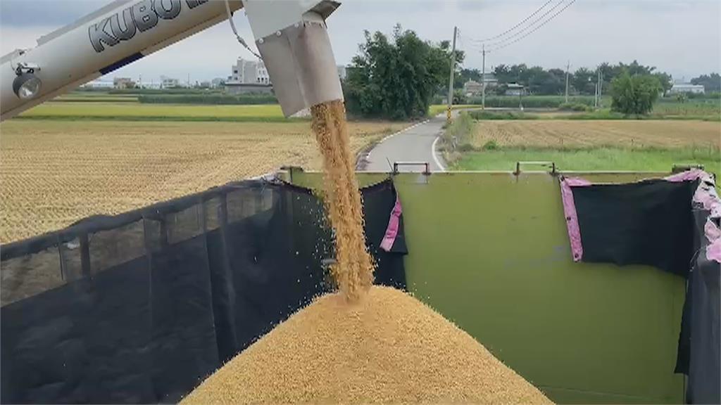 雨彈解旱卻讓稻農好緊張！　一期稻作進入收割期　急搶收