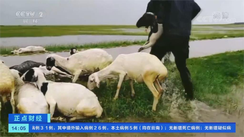 內蒙古草原慘淹　上千頭羊險滅頂　民警徒手搬羊累壞！