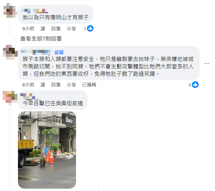 信義區驚傳有猴子在走跳!他們「全程跟監」行徑曝…網:還偷拿水果