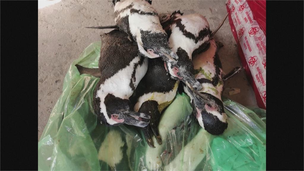南非63隻企鵝集體死亡　凶手竟是蜜蜂！澳洲無尾熊3年銳減3成