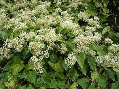 致力移除入侵種小花蔓澤蘭 找回原生種生存空間 南亞科 植物殺手的殺手