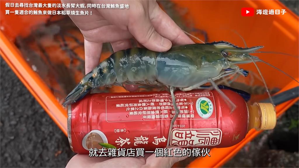 全台最大隻蝦子?網紅曝「大目鮪稻草燒」料理 網民:看起來超好吃