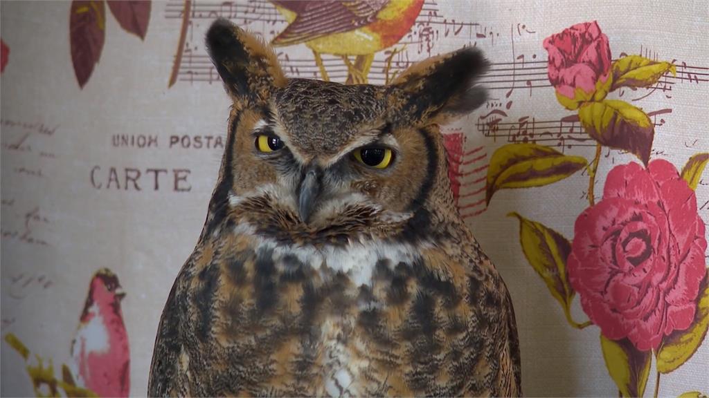 美明尼蘇達州「貓頭鷹節」 千名飼主參展如「貓頭鷹嘉年華」