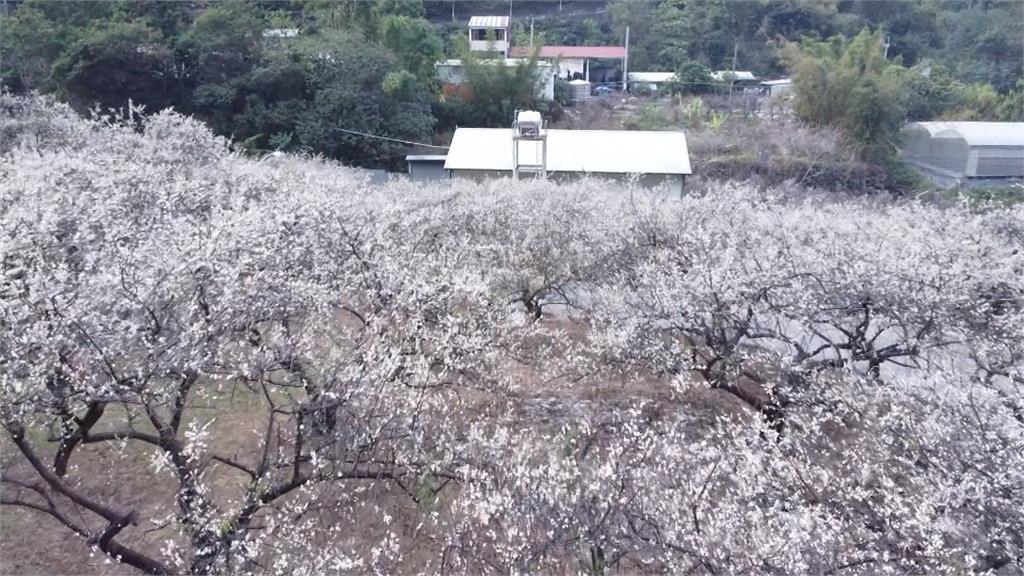 真假雪大拚場！　玉山北峰雪花紛飛、信義梅花點綴枝頭