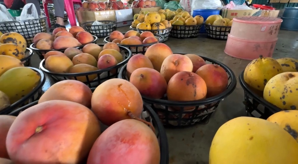 芒果減產幾乎斷貨！　玉井芒果冰店恐有錢也吃不到