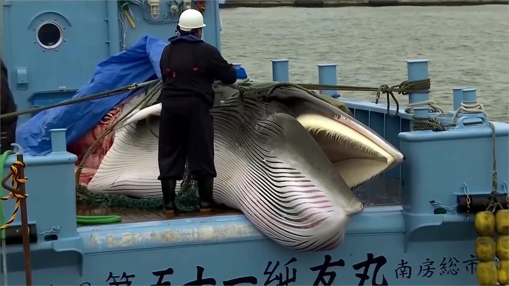 日本擬擴大商業捕鯨名單 大型「長鬚鯨」將被納入