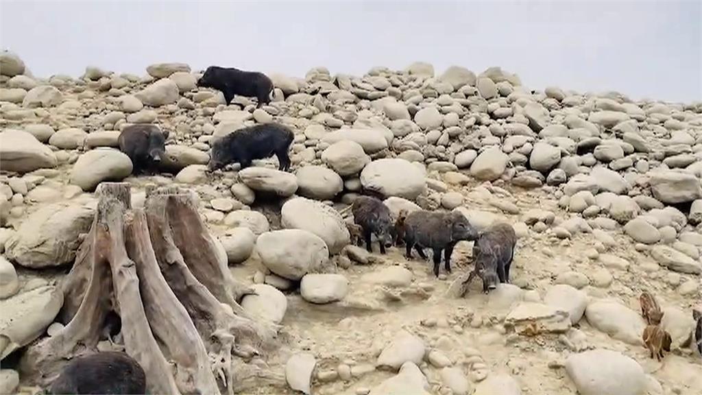 曾文水庫百頭野豬恐成瘟疫破口? 縣府:定期抽血皆為陰性