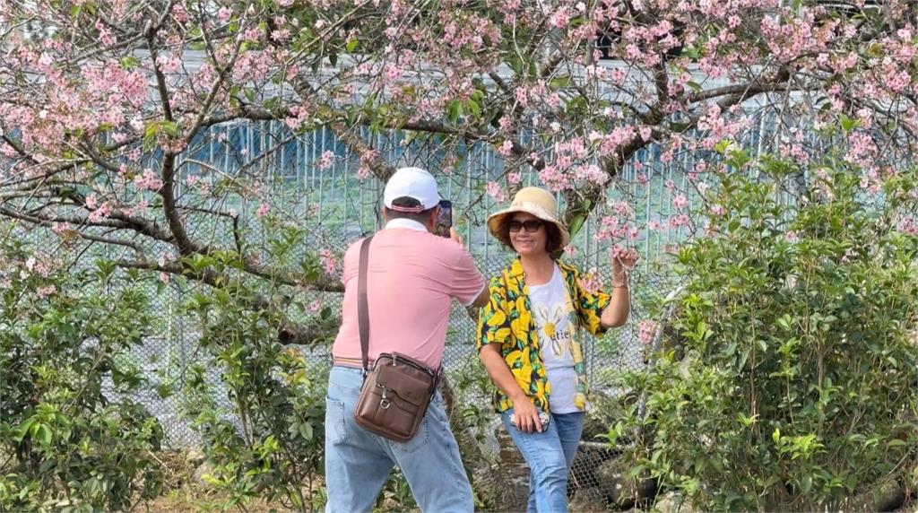 9月也能賞櫻？南投石馬公園河津櫻「1年2開」　吸引遊客朝聖