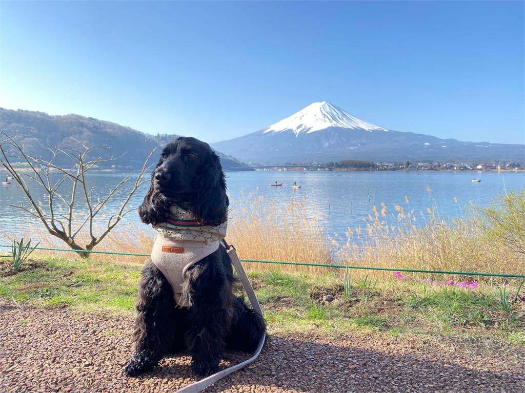 公園散步驚見長髮「狗頭人」！日網一看全笑翻：融合太成功了吧