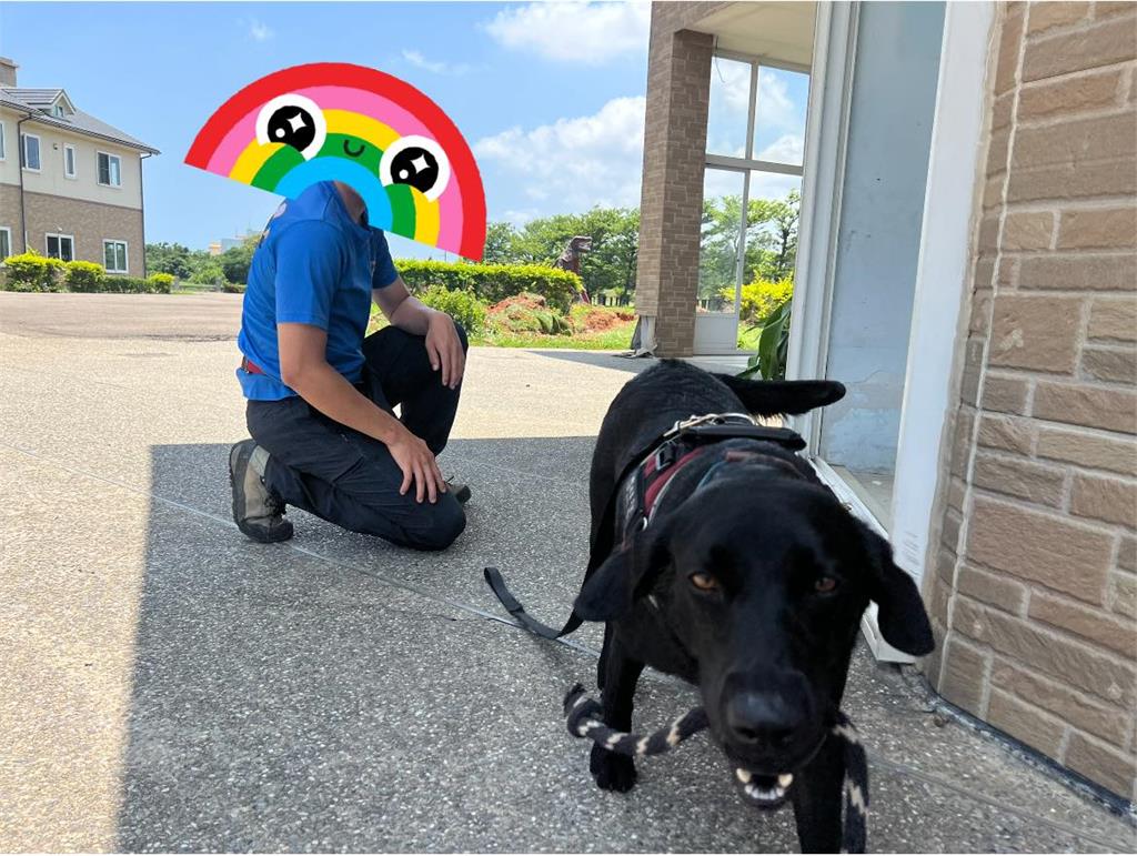 2歲搜救犬菜鳥「叼戰利品」狂炫耀!他見「黑白花紋」嚇暈:以為是毒蛇