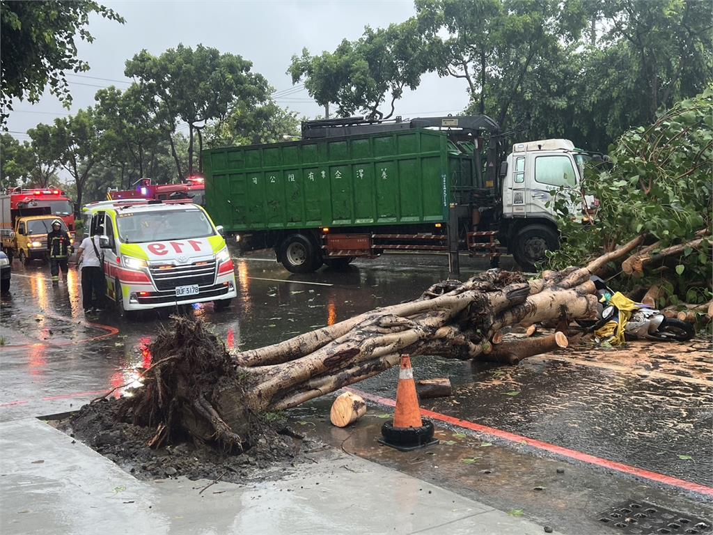 快新聞/颱風奪命!強風吹倒高雄路樹壓死女騎士 里長:擔心晚上倒整排