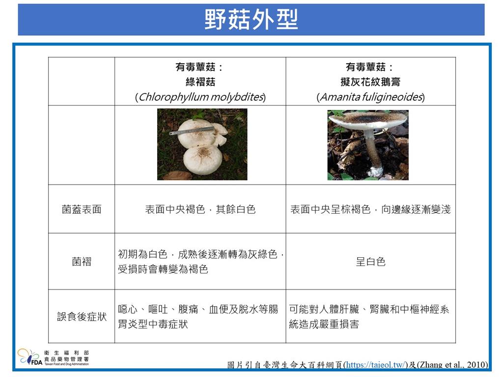 快新聞/注意!「這毒菇」廣泛分布台灣易誤食 食藥署提醒:應遵守「4字原則」