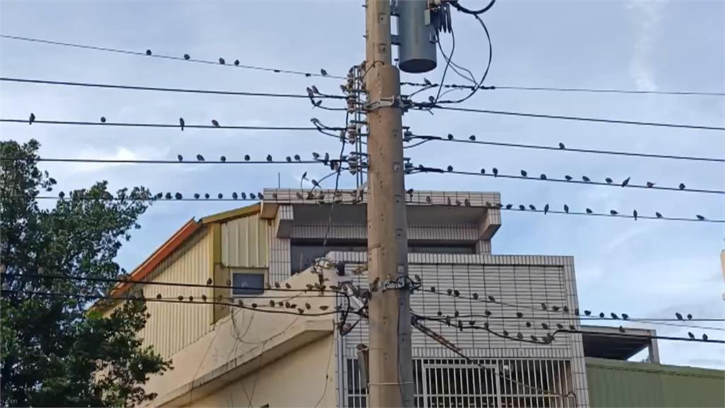 地震前兆?燕群低空聚集盤旋 專家:應單純覓食