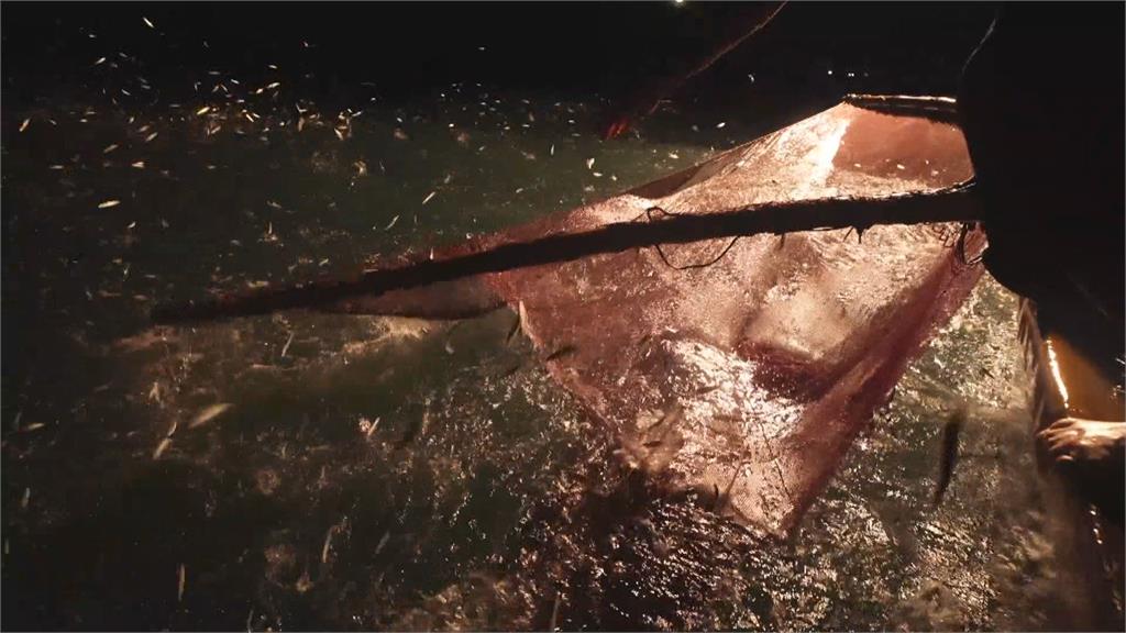 古早技法「蹦火仔」　大批青鱗魚飛躍海面超壯觀