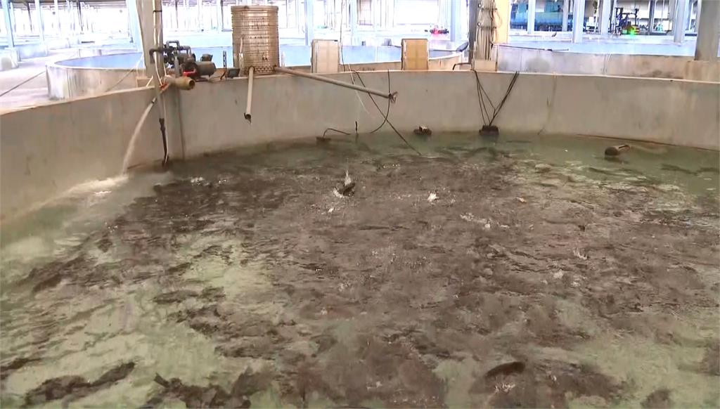 水產養殖業新利器！　AI精準投餵技術　判讀魚群進食量