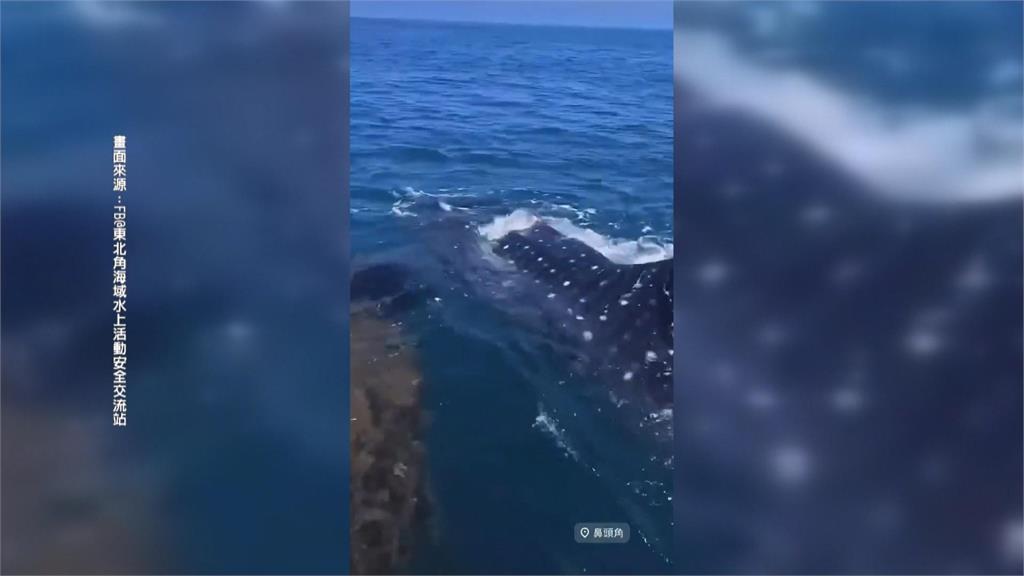 釣客赴瑞芳鼻頭角礁岩旁釣魚　赫見母子鯨鯊游過