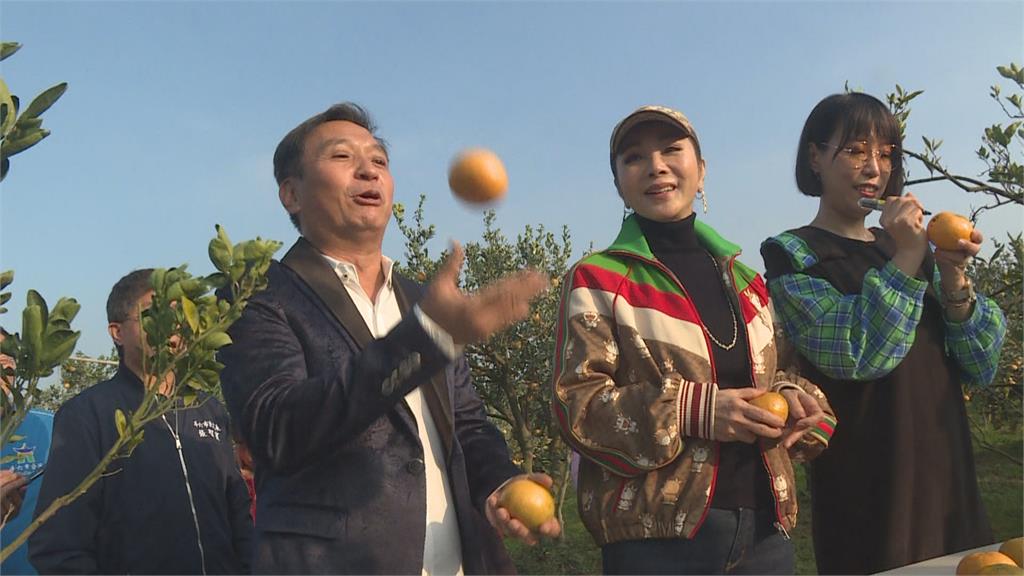 直播推廣斗六農產 陳美鳳、王中平體驗採茂谷柑