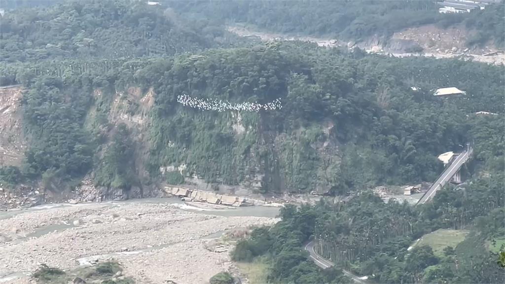 空中見「白色鳥河」 古坑樟湖村黃頭鷺南遷 提早報到