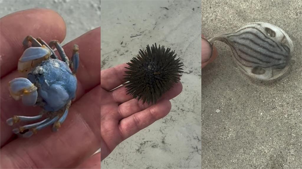 男海灘抓「章魚寶寶」放手中把玩!萬網秒認出「藍環紋路」嚇傻:RIP…