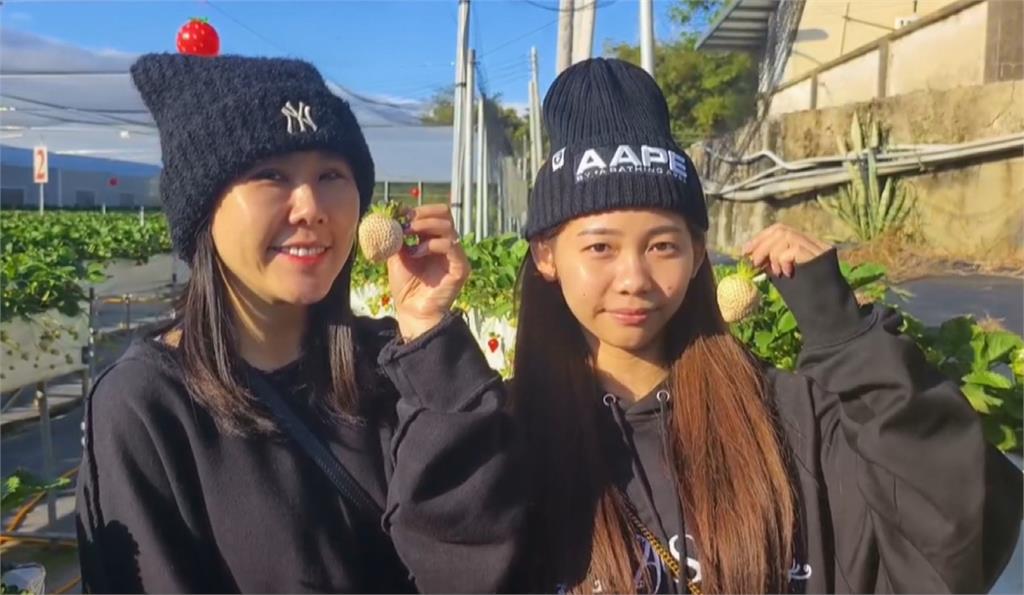 像妳一樣甜！　大湖種出日本「白」草莓一顆120元~150元