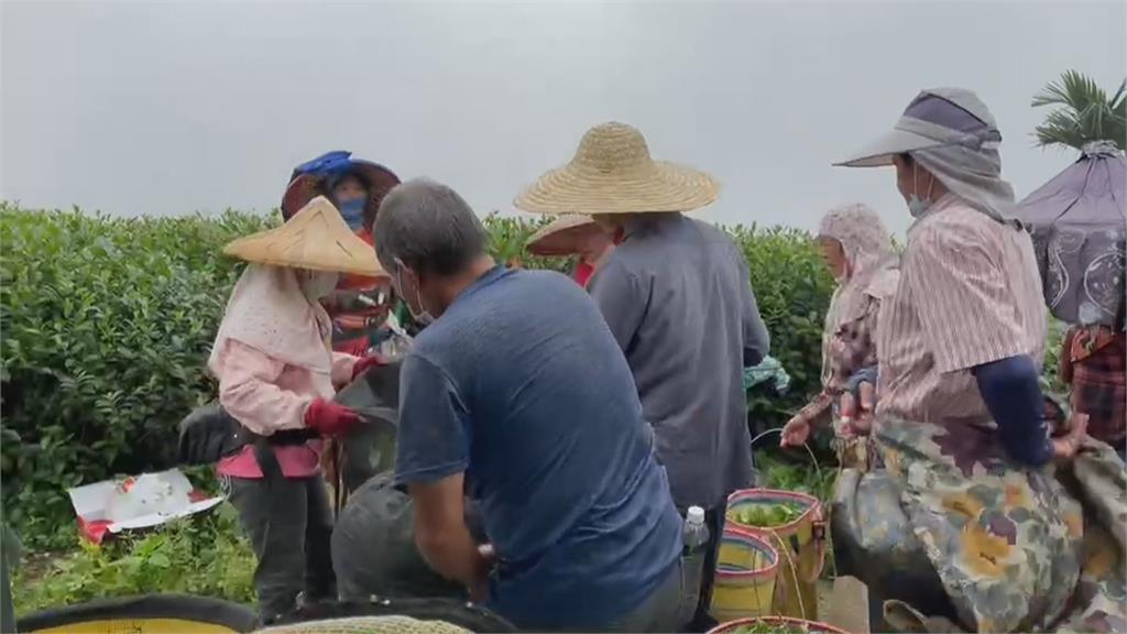 「璨樹」颱風來襲！　阿里山茶農出動人力採收秋茶